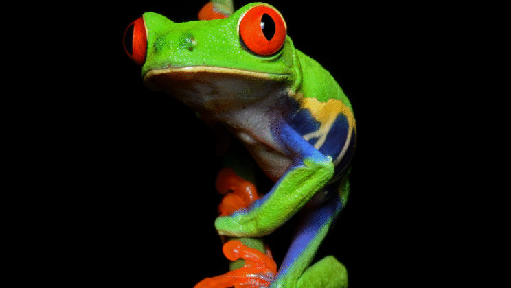 10 Amphibians That Glow in the Dark