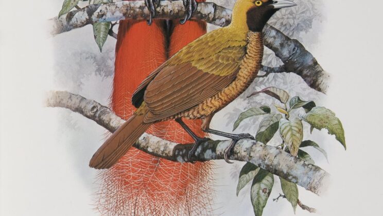 Sexual Selection: The Evolutionary Power of Attraction