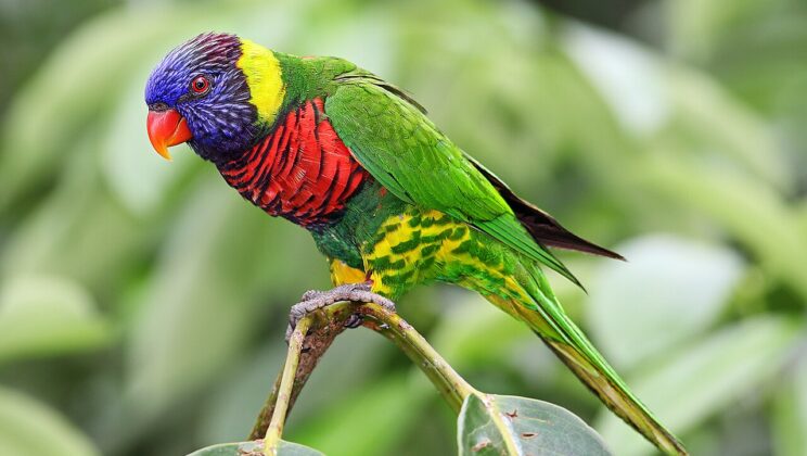 Birds: Evolution, Flight, and the Secret Lives of the Sky