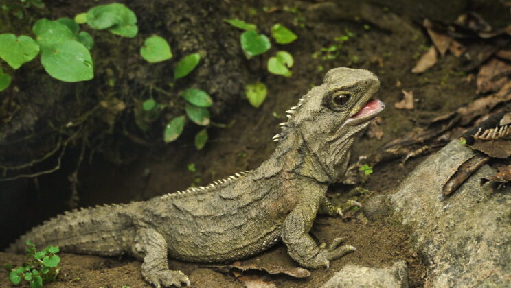 10 Oldest Reptile Species Still Alive