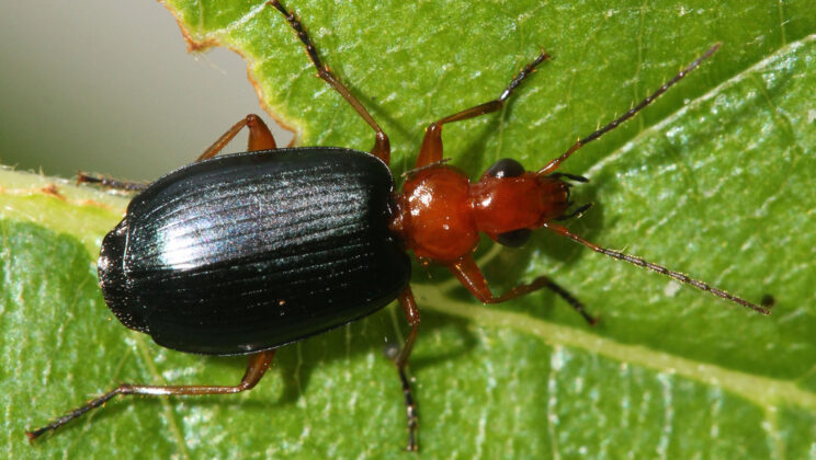 10 Weird Insect Defense Mechanisms