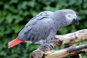 Socialis 18 Most Social Animals and How They Communicate