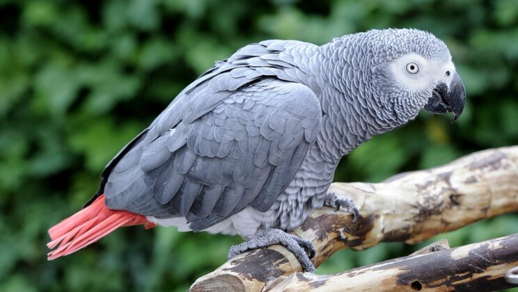 10 Smartest Birds on the Planet