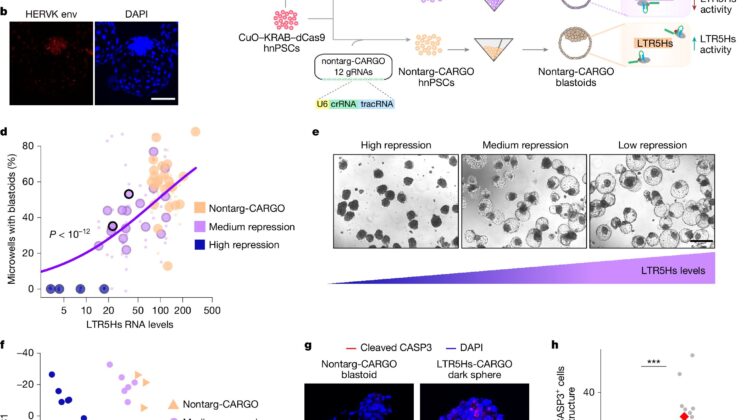 You Wouldn’t Exist Without This Ancient Virus Hiding in Your DNA, Study Reveals