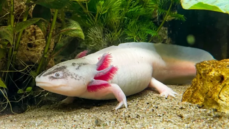 10 Animals With Incredible Regeneration Abilities
