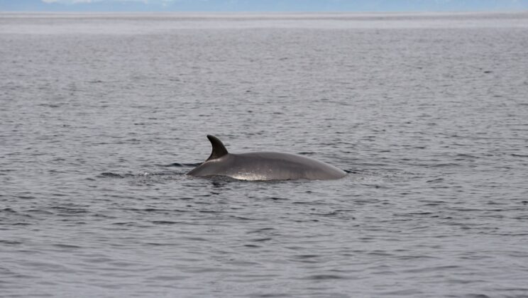 Whales Are the Ocean’s Secret Gardeners—And They’re Feeding the Entire Planet