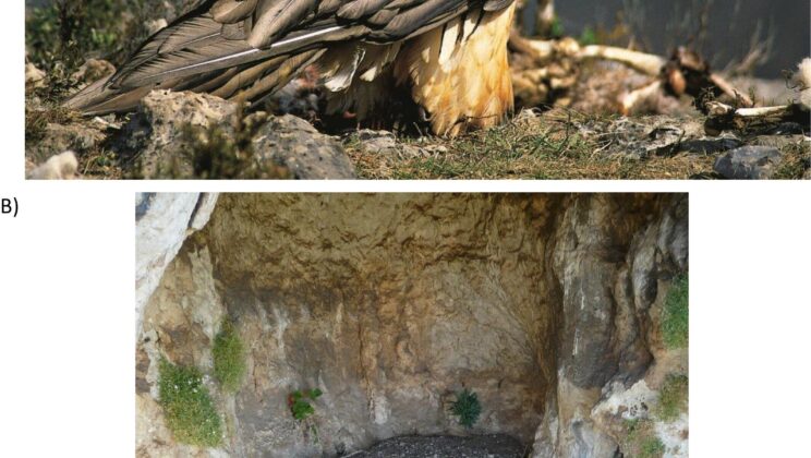 Scientists Unearth 600-Year-Old Human Relics Hidden in Giant Vulture Nests
