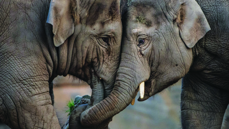 World’s First Elephant Vaccine Trial Offers Hope Against Deadly Virus Killing Calves