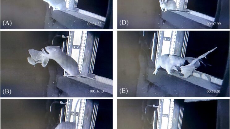 Urban Rats Are Now Hunting Bats — And It Could Push Colonies Toward Collapse