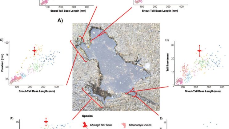 The ‘Chicago Rat Hole’ Wasn’t a Rat at All—Scientists Reveal the Surprising Truth