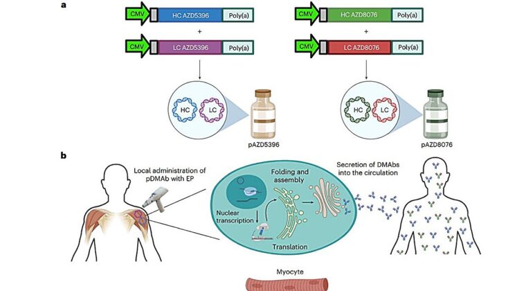 First-Ever DNA “Self-Antibody” Shot Works in Humans, and Its Protection Lasted 72 Weeks