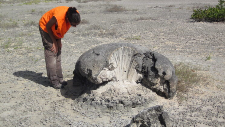 This Island’s Coral Skeletons Just Exposed a Lost Earthquake of Unimaginable Power