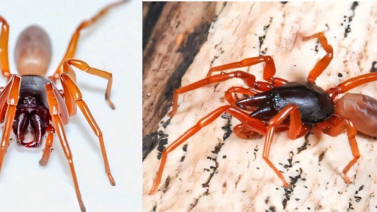 This Canary Islands Spider Lost Half Its Genome—and Became Even More Complex