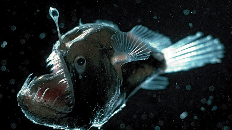 15 Ocean Animals With Bioluminescence Powers