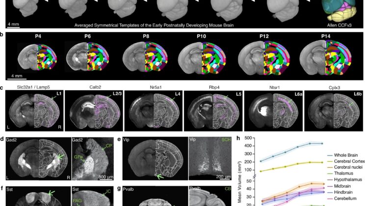 Scientists Create the First “High-Definition” Brain Growth Chart—And It’s Changing What We Know About Development