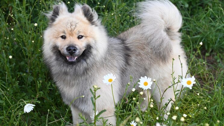 Dog: Humanity’s Oldest and Most Faithful Friend