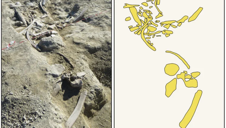 Archaeologists Uncover 400,000-Year-Old “Elephant Feast” Site Near Rome — And It’s Changing What We Know About Early Humans