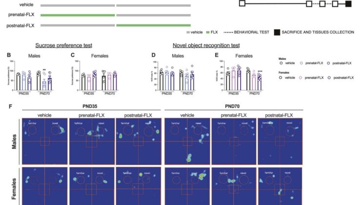 Can Antidepressants During Pregnancy Reshape a Baby’s Brain? New Study Reveals Surprising Clues