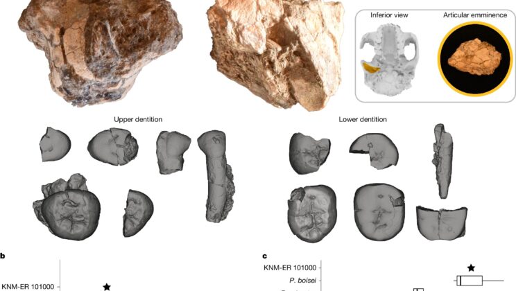 Ancient Human Cousin Had Hands Like Ours, Grip Like a Gorilla — And It Changes Everything We Knew