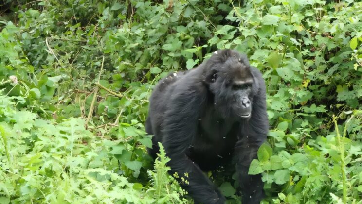 Scientists Stunned: Female Gorillas Live Long After Motherhood—Just Like Humans