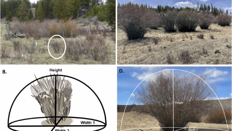 Did Yellowstone’s Wolf Comeback Get Oversold? New Study Says the Iconic Story Doesn’t Hold Up