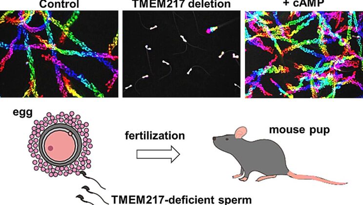 Scientists Discover “Switch” That Can Instantly Revive Immotile Sperm — and Restore Fertility