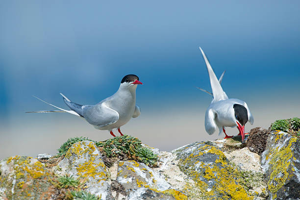 12 Birds That Migrate the Farthest
