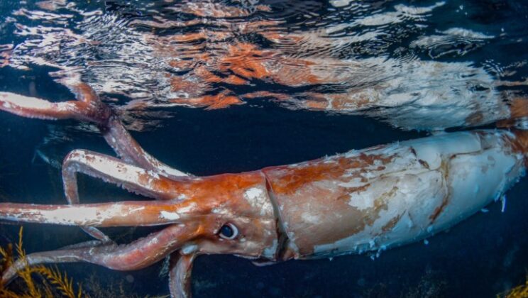 15 Mysterious Deep Ocean Creatures