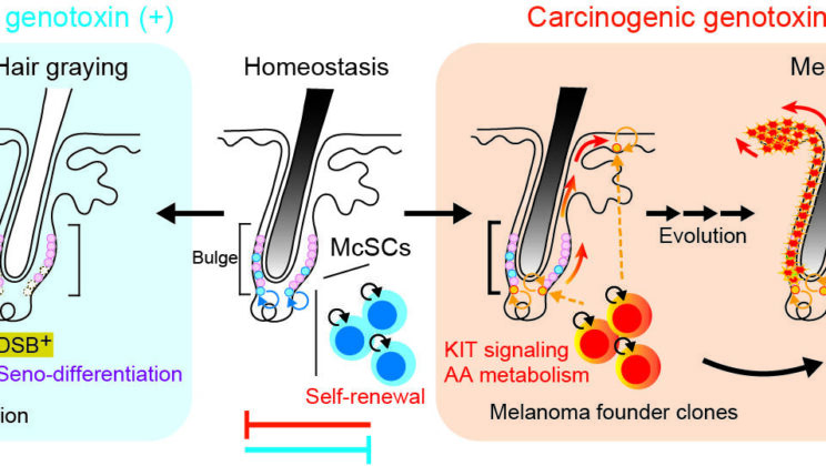 Why Your Gray Hair Might Be a Sign Your Body Just Prevented Cancer