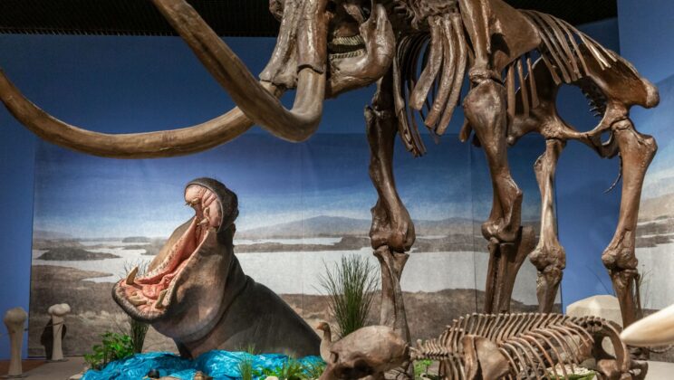 The Ice Age’s Warm Secret — Hippos Lived in Germany 30,000 Years Ago