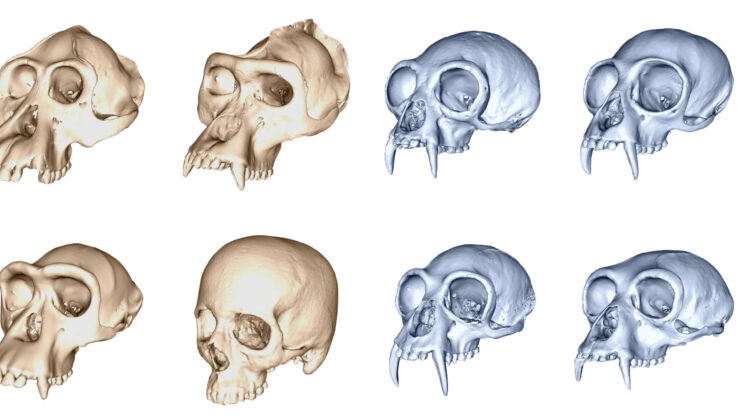 Humans Evolved Faster Than Any Other Ape — Scientists Reveal the Shocking Secret Hidden in Our Skulls