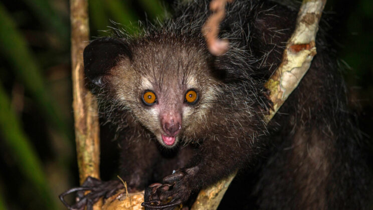 10 Weirdest Mammals You’ve Never Seen