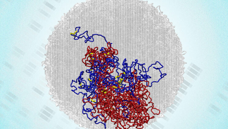 Scientists Shatter a 50-Year Myth: The Genome Never Truly “Resets” During Cell Division