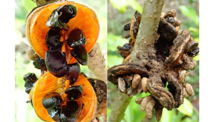 Invasive Animals Are Silencing Island Forests — And It’s Worse Than Extinction Itself