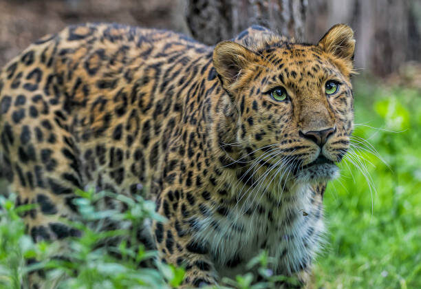 10 Most Endangered Species Scientists Are Trying to Save