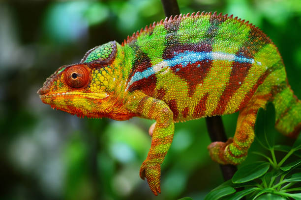 12 Reptiles That Can Change Color