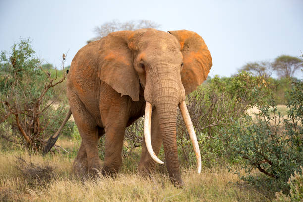 The Elephant: The Gentle Giant That Holds the Secrets of Earth’s Soul