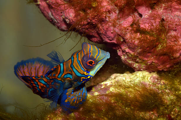 15 Most Colorful Fish in the Ocean