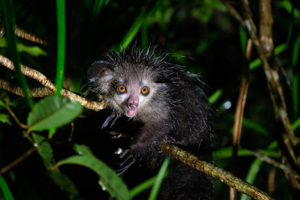 17 Nocturnal Animals You Rarely See