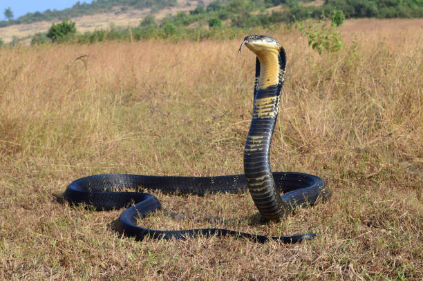 10 Snakes With Unusual Hunting Techniques