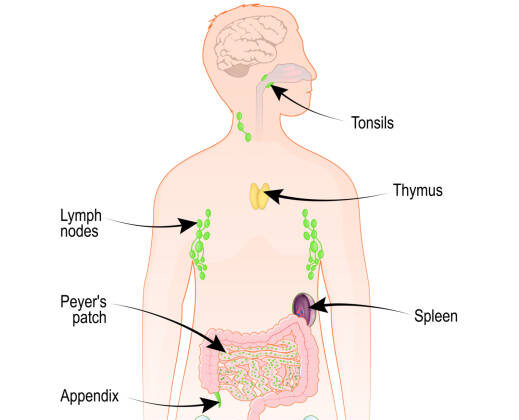 15 Ways the Immune System Protects You Every Day
