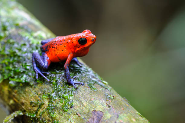 12 Frogs With Incredible Color Patterns