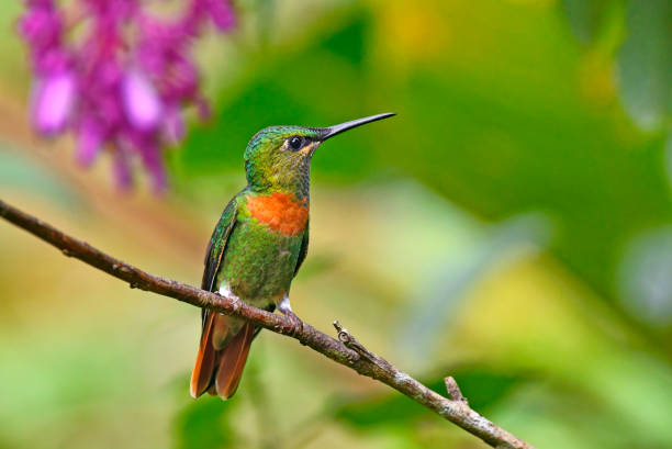 10 Birds That Can Fly Backward or Hover