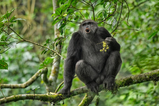 17 Animals That Use Tools Just Like Humans