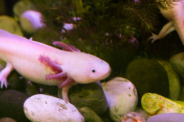 15 Animals That Regrow Body Parts