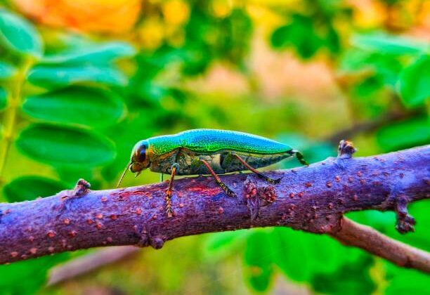 15 Most Colorful Beetles in Nature