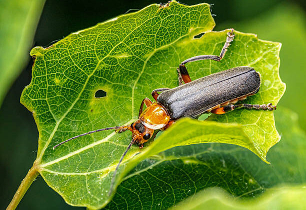 10 Clever Animal Survival Strategies in the Wild