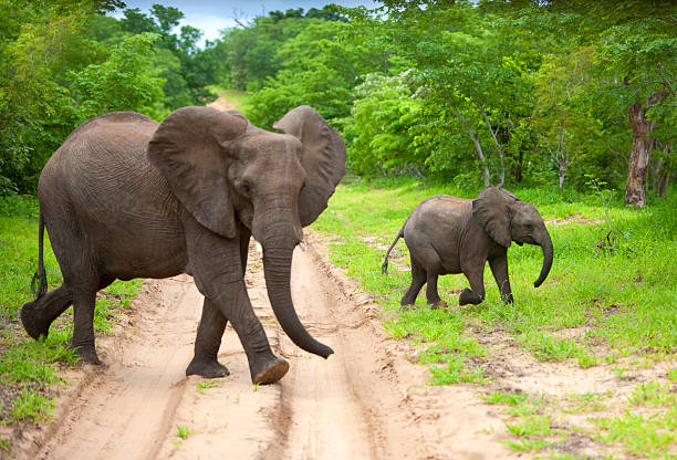 10 Most Powerful Animal Mothers