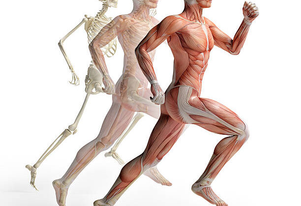 10 Most Surprising Facts About Human Bones