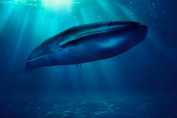 10 Largest Sea Animals Ever Discovered